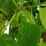 Cordia subcordata Fruto