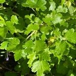 Ribes uva-crispa Folla