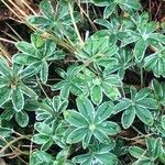 Alchemilla alpigena Leaf