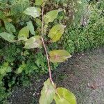 Persicaria chinensis برگ