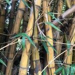 Bambusa vulgaris Blad