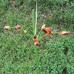 Fimbristylis dichotoma Flower