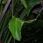 Monstera pittieri Leaf