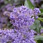 Ceanothus thyrsiflorus Blüte