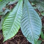 Petersianthus macrocarpus Leaf