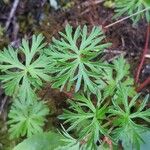 Geranium columbinumपत्ता