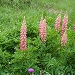 Lupinus × regalis Fiore