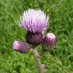 Cirsium rivulare Blomma