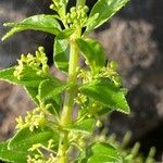 Rubia fruticosa Hoja