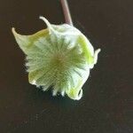 Abutilon grandiflorum 果實