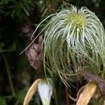 Clematis tangutica Floare