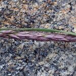 Koeleria spicata Λουλούδι