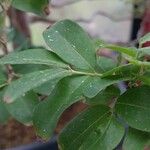 Syzygium paniculatum Листок