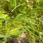 Sisyrinchium rosulatum 葉