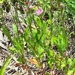 Oenothera rosea 形态