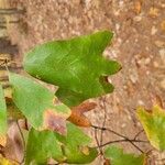 Quercus falcata Leaf