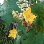 Luffa aegyptiaca Flower