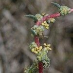 Bassia prostrata その他の提案