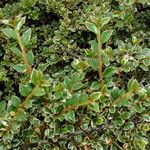 Cotoneaster microphyllus Levél