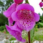 Digitalis purpurea Flower