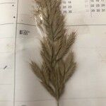 Bromus lanceolatus 花