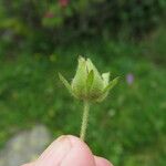 Drymocallis rupestris Fruit