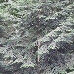 Abies nordmanniana Costuma