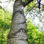 Betula populifolia বাকল