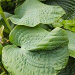 Hosta sieboldiana Folha