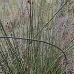 Scirpoides holoschoenus Hábitos