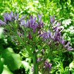 Adenostyles alpina Fula
