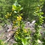 Berberis vulgarisÕis