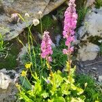 Pedicularis rostratospicata 花