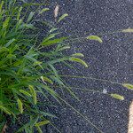 Setaria viridis 花