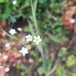 Saxifraga tridactylites Çiçek