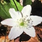 Anemone trifolia Blomma