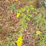 Solidago speciosa Habitatea