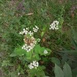 Ageratum conyzoidesKvet