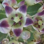 Calotropis procera Blüte