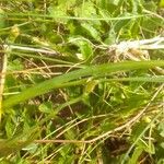 Sisyrinchium rosulatum 葉