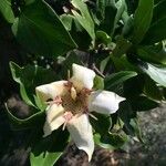Rothmannia capensis Virág