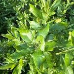 Clethra alnifolia Blad