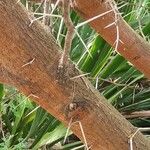 Vachellia nilotica Bark