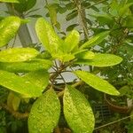 Solandra longiflora Feuille