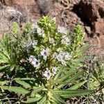 Echium decaisnei Fleur