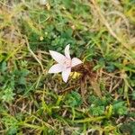 Gentianella germanicaFlower