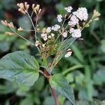 Boerhavia erecta Feuille