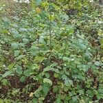 Symphoricarpos albusFolha