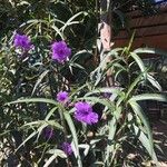 Ruellia simplex Flor