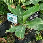 Musa acuminata Plante entière